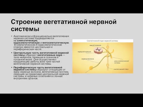 Строение вегетативной нервной системы Анатомически и функционально вегетативная нервная система подразделяется на