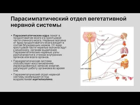 Парасимпатический отдел вегетативной нервной системы Парасимпатические ядра лежат в продолговатом мозге и