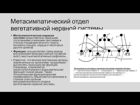 Метасимпатический отдел вегетативной нервной системы Метасимпатическая нервная система представлена нервными сплетениями и