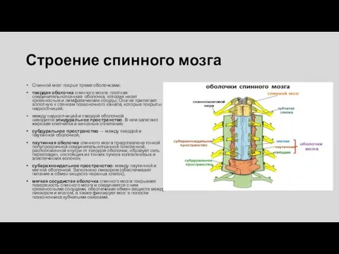 Строение спинного мозга Спинной мозг покрыт тремя оболочками: твердая оболочка спинного мозга: