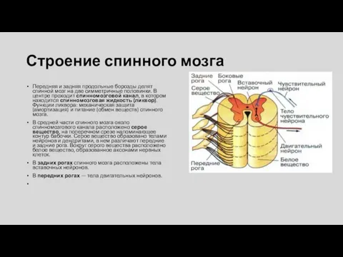 Строение спинного мозга Передняя и задняя продольные борозды делят спинной мозг на