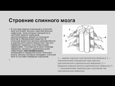 Строение спинного мозга В составе задних корешков в спинной мозг вступают аксоны