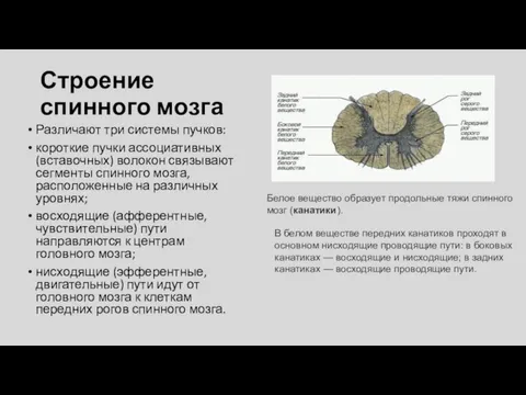 Строение спинного мозга Различают три системы пучков: короткие пучки ассоциативных (вставочных) волокон