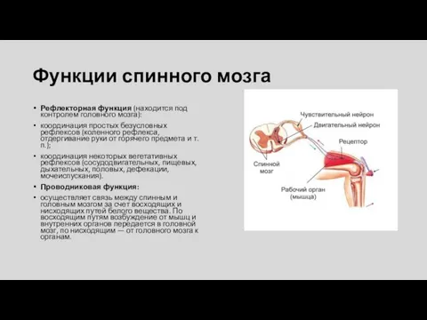 Функции спинного мозга Рефлекторная функция (находится под контролем головного мозга): координация простых