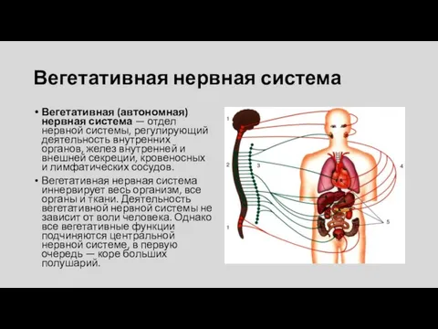 Вегетативная нервная система Вегетативная (автономная) нервная система — отдел нервной системы, регулирующий