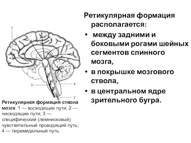 Ретикулярная формация располагается: между задними и боковыми рогами шейных сегментов спинного мозга,