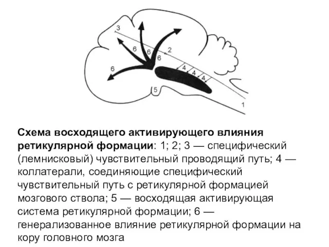 Схема восходящего активирующего влияния ретикулярной формации: 1; 2; 3 — специфический (лемнисковый)