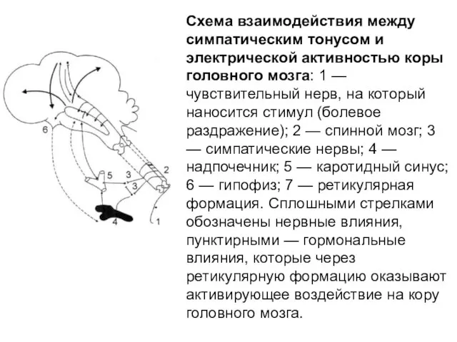 Схема взаимодействия между симпатическим тонусом и электрической активностью коры головного мозга: 1