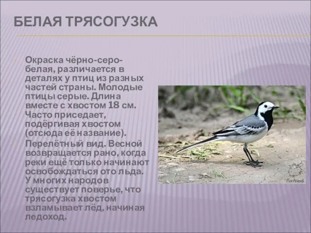 БЕЛАЯ ТРЯСОГУЗКА Окраска чёрно-серо-белая, различается в деталях у птиц из разных частей