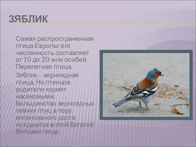 ЗЯБЛИК Самая распространенная птица Европы: его численность составляет от 10 до 20