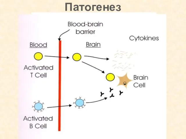 Патогенез