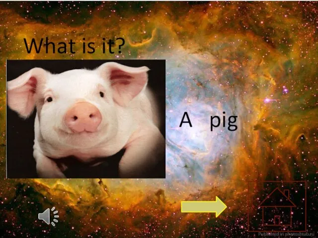 What is it? A pig