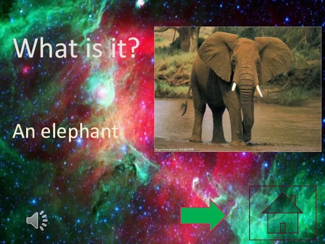 What is it? An elephant