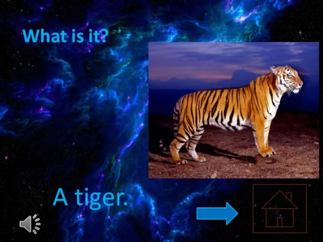 What is it? A tiger.