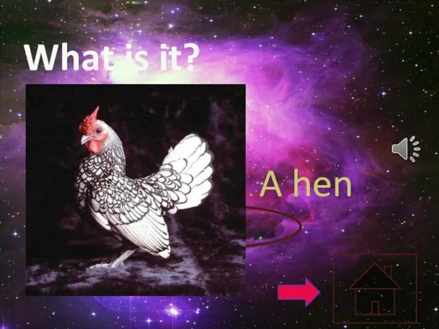 What is it? A hen