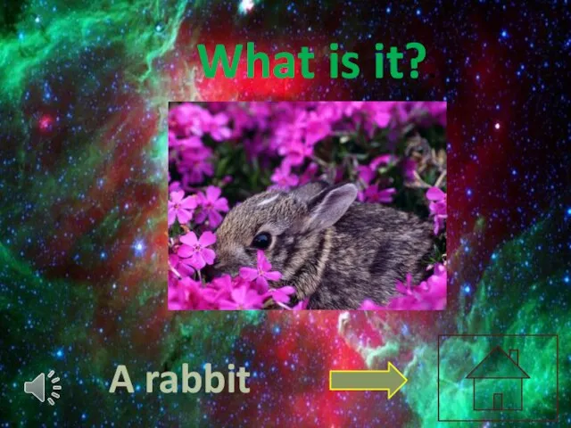 What is it?. A rabbit