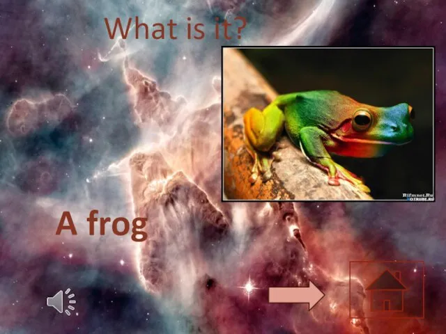 What is it? A frog