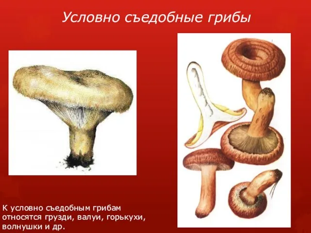 Условно съедобные грибы К условно съедобным грибам относятся грузди, ва­луи, горькухи, волнушки и др.