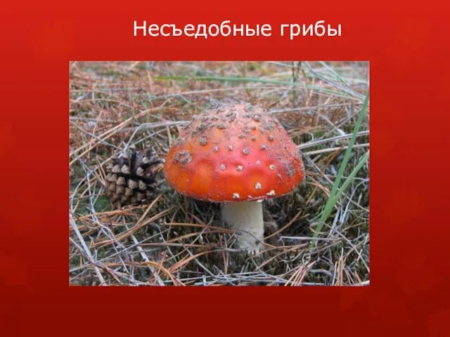 Несъедобные грибы