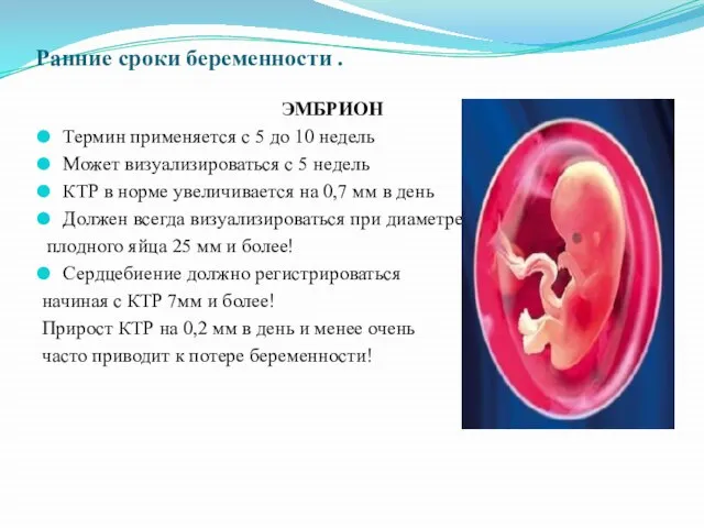 Ранние сроки беременности . ЭМБРИОН Термин применяется с 5 до 10 недель