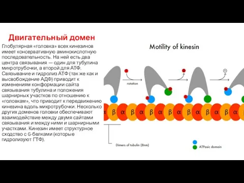 Двигательный домен Глобулярная «головка» всех кинезинов имеет консервативную аминокислотную последовательность. На ней