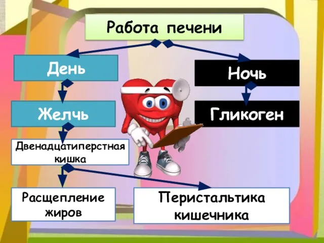 Работа печени День Ночь Желчь Гликоген Двенадцатиперстная кишка Расщепление жиров Перистальтика кишечника