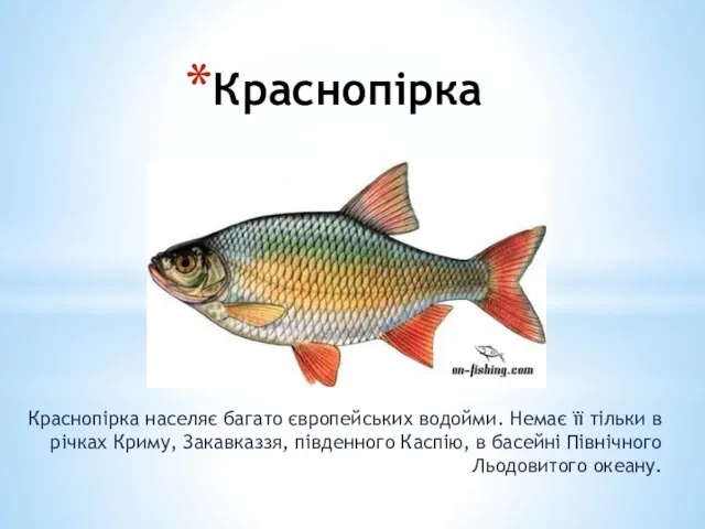 Краснопірка Краснопірка населяє багато європейських водойми. Немає її тільки в річках Криму,