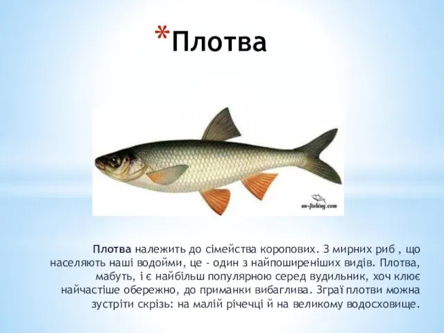 Плотва Плотва належить до сімейства коропових. З мирних риб , що населяють