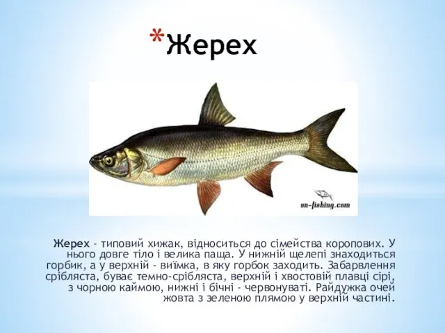 Жерех Жерех - типовий хижак, відноситься до сімейства коропових. У нього довге