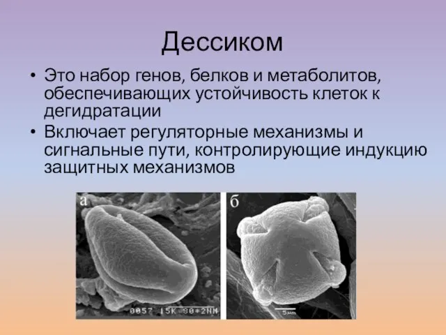 Дессиком Это набор генов, белков и метаболитов, обеспечивающих устойчивость клеток к дегидратации