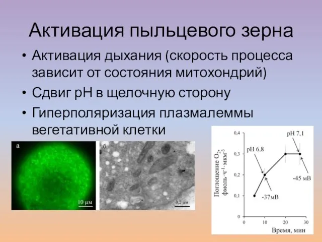 Активация пыльцевого зерна Активация дыхания (скорость процесса зависит от состояния митохондрий) Сдвиг