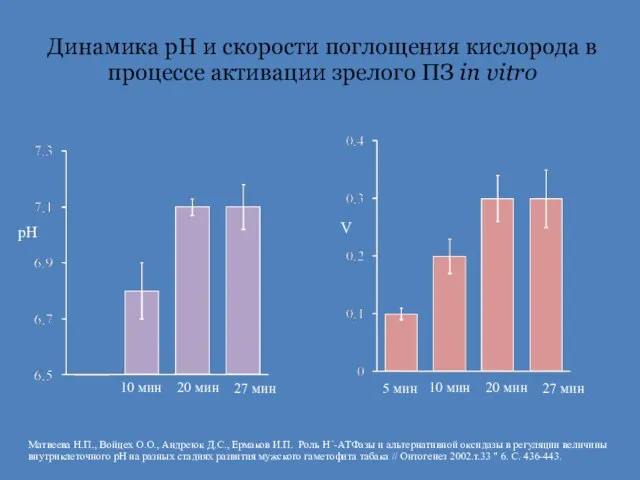 Динамика рН и скорости поглощения кислорода в процессе активации зрелого ПЗ in