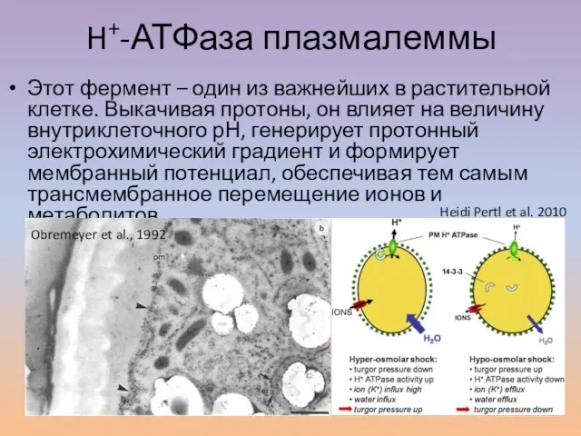 H+-АТФаза плазмалеммы Этот фермент – один из важнейших в растительной клетке. Выкачивая