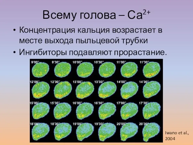 Всему голова – Са2+ Концентрация кальция возрастает в месте выхода пыльцевой трубки