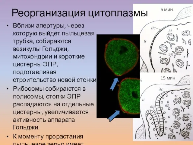 Вблизи апертуры, через которую выйдет пыльцевая трубка, собираются везикулы Гольджи, митохондрии и