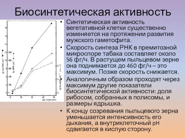 Биосинтетическая активность Синтетическая активность вегетативной клетки существенно изменяется на протяжении развития мужского