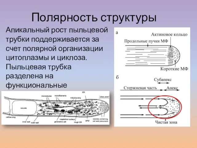 Апикальный рост пыльцевой трубки поддерживается за счет полярной организации цитоплазмы и циклоза.