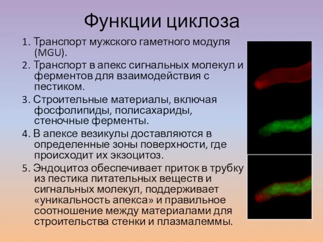 Функции циклоза 1. Транспорт мужского гаметного модуля (MGU). 2. Транспорт в апекс