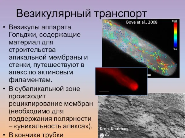 Везикулы аппарата Гольджи, содержащие материал для строительства апикальной мембраны и стенки, путешествуют