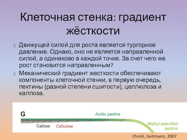 Клеточная стенка: градиент жёсткости Движущей силой для роста является тургорное давление. Однако,