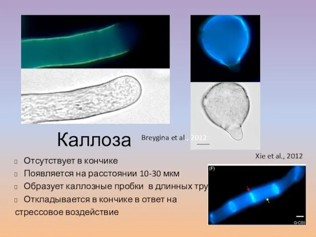 Каллоза Breygina et al., 2012 Xie et al., 2012 Отсутствует в кончике