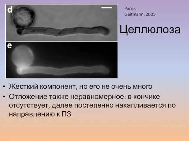 Жесткий компонент, но его не очень много Отложение также неравномерное: в кончике