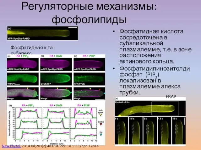 Регуляторные механизмы: фосфолипиды Фосфатидная кислота сосредоточена в субапикальной плазмалемме, т.е. в зоне