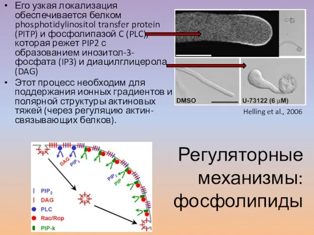 Его узкая локализация обеспечивается белком phosphotidylinositol transfer protein (PITP) и фосфолипазой C