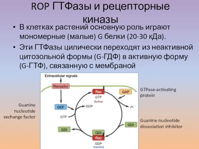 ROP ГТФазы и рецепторные киназы В клетках растений основную роль играют мономерные