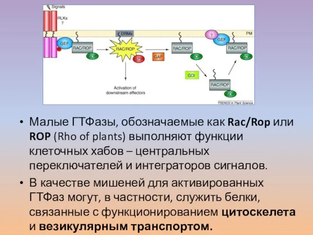 Малые ГТФазы, обозначаемые как Rac/Rop или ROP (Rho of plants) выполняют функции