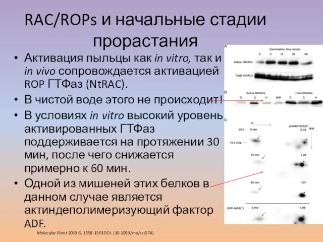 RAC/ROPs и начальные стадии прорастания Активация пыльцы как in vitro, так и