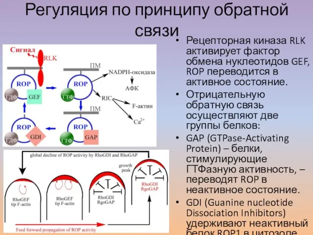 Регуляция по принципу обратной связи Рецепторная киназа RLK активирует фактор обмена нуклеотидов