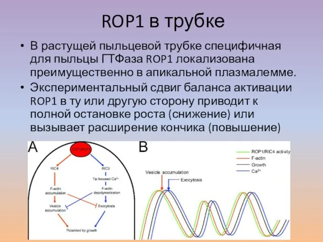 ROP1 в трубке В растущей пыльцевой трубке специфичная для пыльцы ГТФаза ROP1