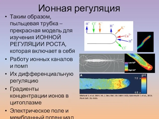 Таким образом, пыльцевая трубка – прекрасная модель для изучения ИОННОЙ РЕГУЛЯЦИИ РОСТА,